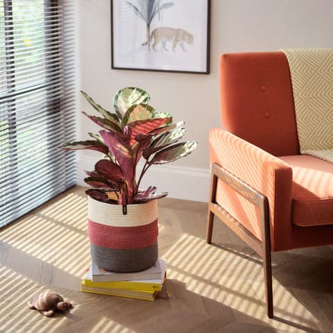 Cotton Pot - Fireside
