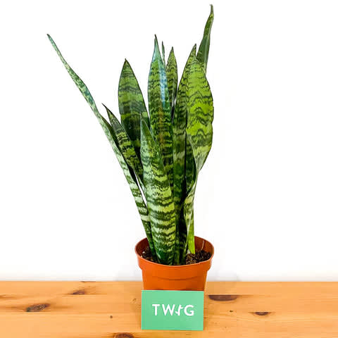 Plant - Sanservieria 'Black Coral'