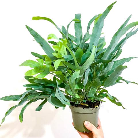Blue Star Fern