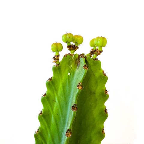 Plant - Euphorbia Ingens