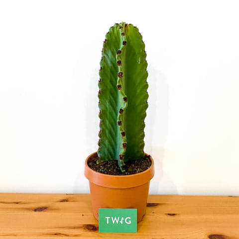 Plant - Euphorbia Ingens