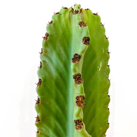 Plant - Euphorbia Ingens