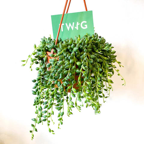Plant - String of Beads