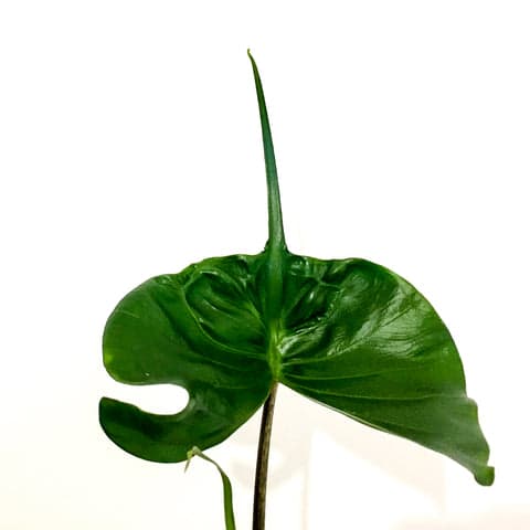 Plant - Alocasia Stingray