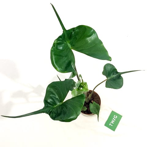 Plant - Alocasia Stingray