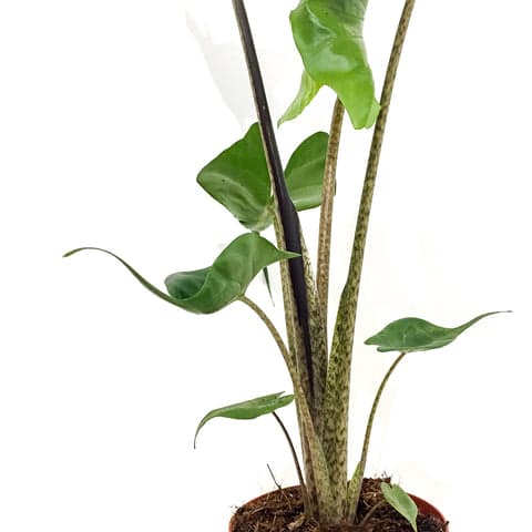 Plant - Alocasia Stingray