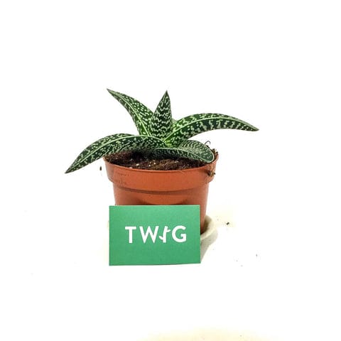 Aloe Variegata 'Magic' - Bristol House Plant Shop & Delivery