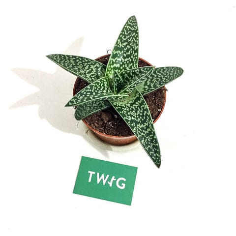 Aloe Variegata 'Magic' - Bristol House Plant Shop & Delivery