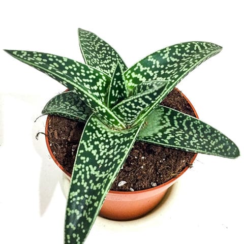 Aloe Variegata 'Magic' - Bristol House Plant Shop & Delivery