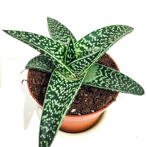 Plant - Aloe Variegata 'Magic'