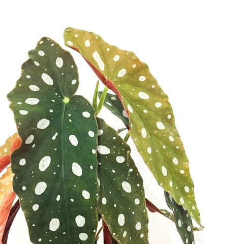 Plant - Begonia Maculata