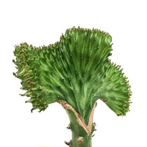 Plant - Coral Cactus