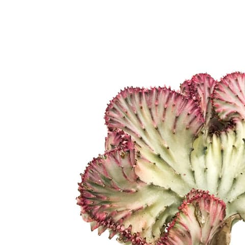 Plant - Coral Cactus