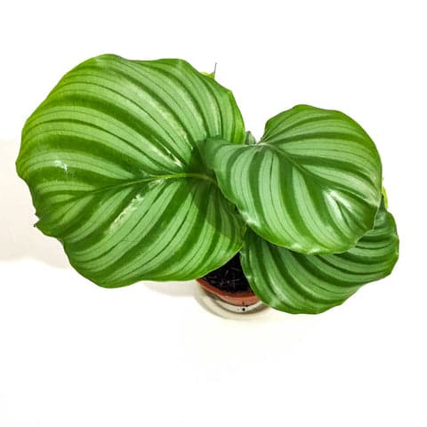 Plant - Calathea Orbifolia