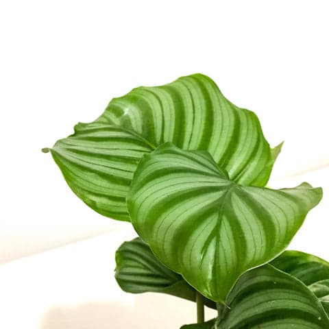 Plant - Calathea Orbifolia