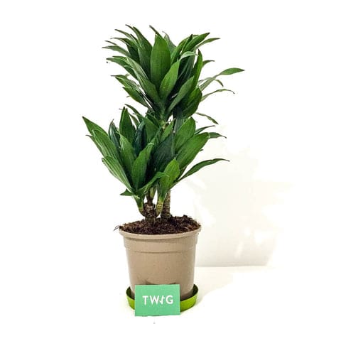 Dracaena Compacta - Bristol House Plant Shop & Delivery