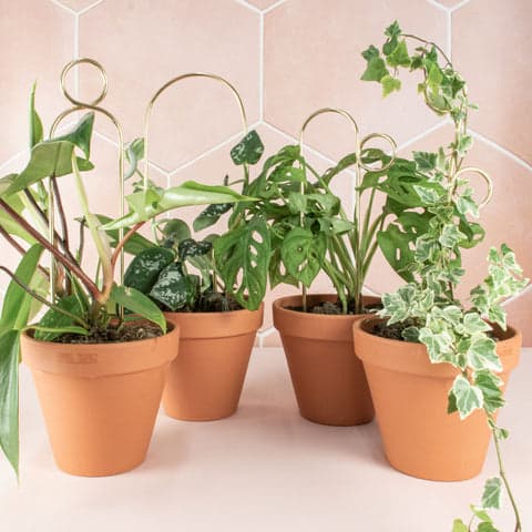 Botanopia Plant Stakes - Mini