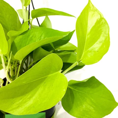 Plant - Golden Pothos