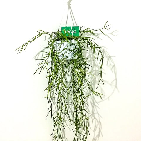 Plant - Hoya Linearis