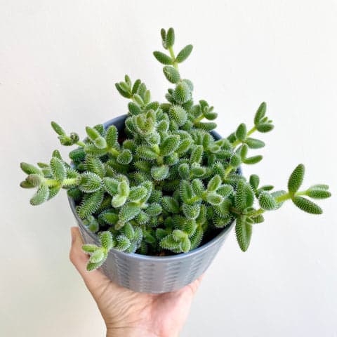 bristol house plants Pickle Plant - Bristol House Plant Shop & Delivery