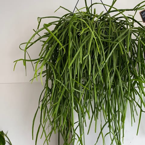 Rhipsalis Trigona XL