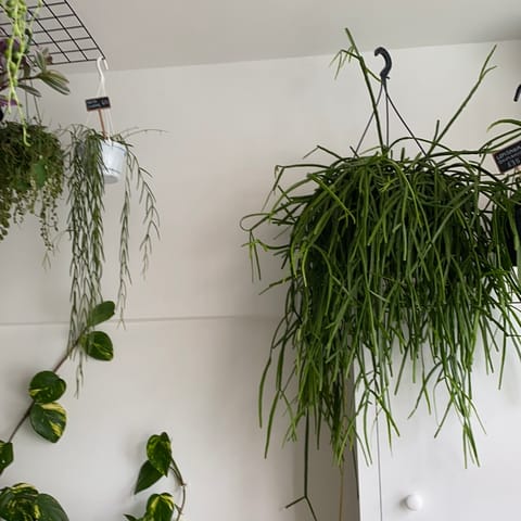 Rhipsalis Trigona XL