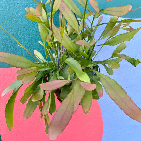 Rhipsalis 'Red Coral'