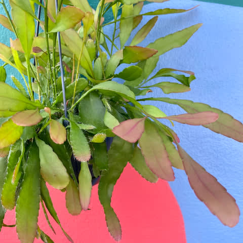 Rhipsalis 'Red Coral'