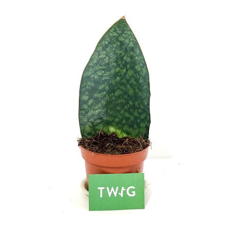 Plant - Sanservieria 'Whale Fin'
