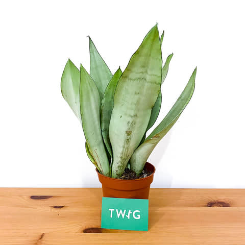 Plant - Sansevieria Moonshine