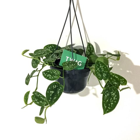 Satin Pothos