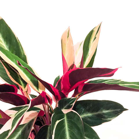 Plant - Calathea Triostar