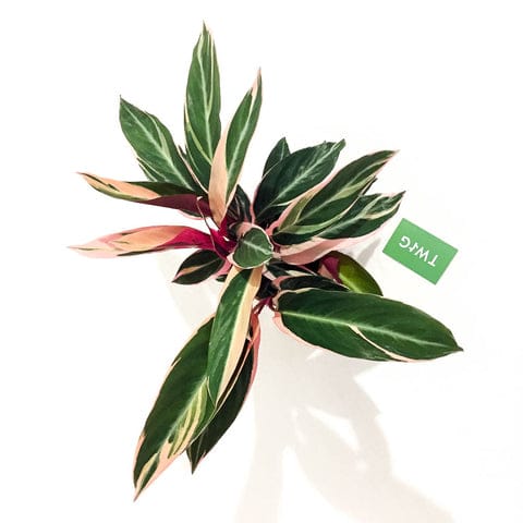 Plant - Calathea Triostar