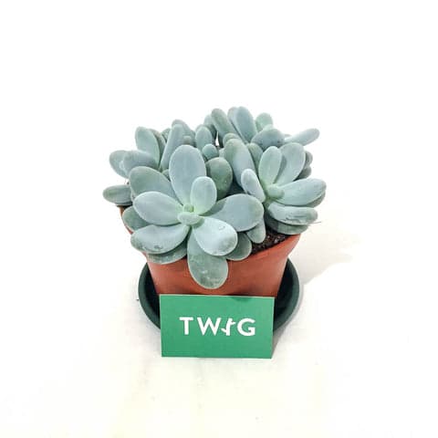 Plant - Pebble Plant