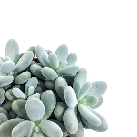 Plant - Pebble Plant
