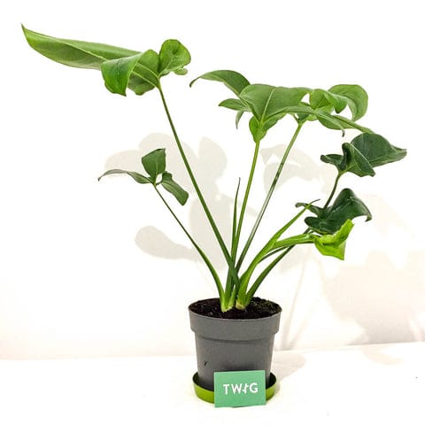 Philodendron 'Green Wonder' - Bristol House Plant Shop & Delivery