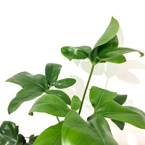 Philodendron 'Green Wonder' - Bristol House Plant Shop & Delivery