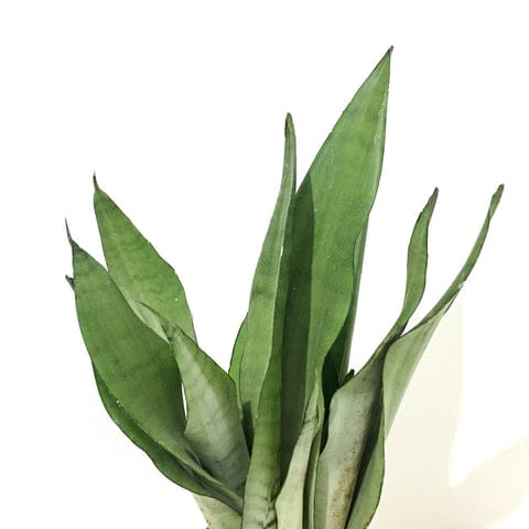 Plant - Sansevieria Moonshine