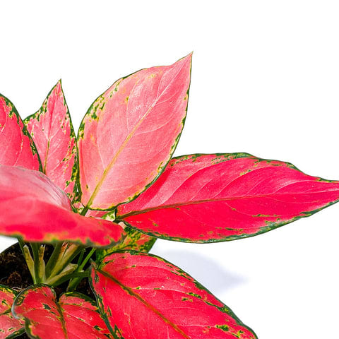 Aglaonema 'Cherry Baby'