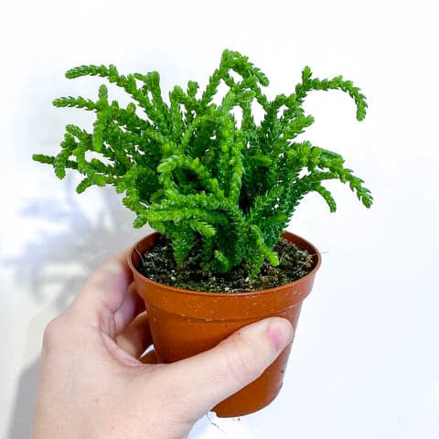 Watch Chain Crassula - Bristol House Plant Shop & Delivery