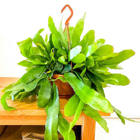 Orchid Cactus