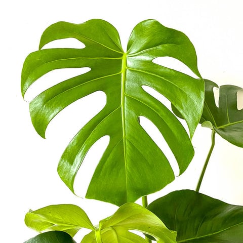 Plant - Monstera Deliciosa