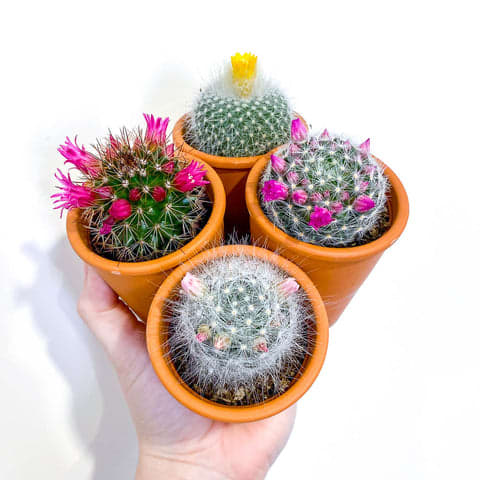 Mammillaria Cactus in Terracotta pot