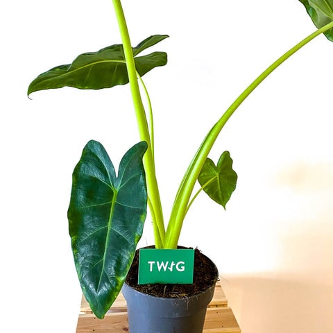 Alocasia Lutea