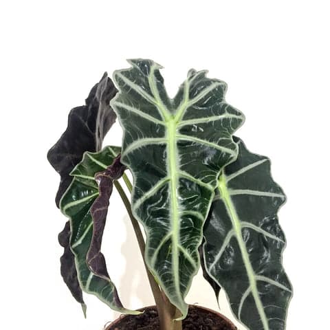 Plant - Alocasia 'African Mask'