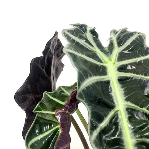 Plant - Alocasia 'African Mask'