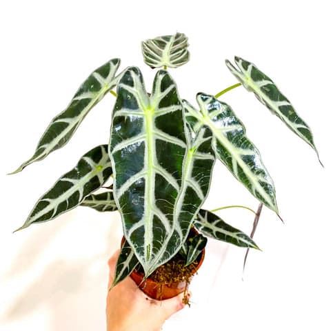 Alocasia Bambino Arrow