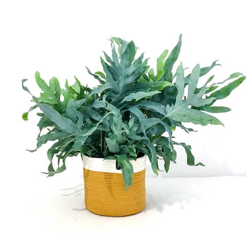 Cotton Pot - Dandelion