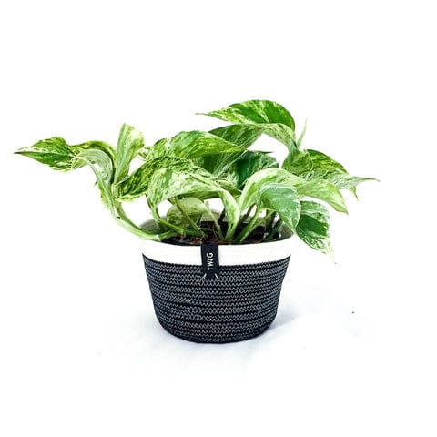Cotton Pot - Sooty