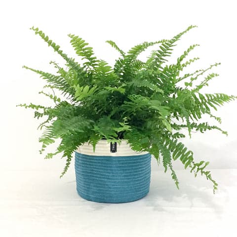 Cotton Pot - Seagrass